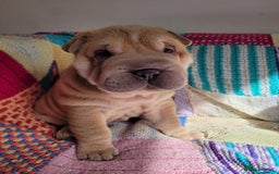 Shar Pei dogs for sale: Shar Pei Puppies - Ready 04/09/25 - Image 4