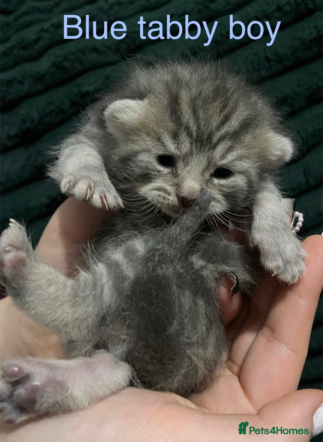 American Shorthair cats for sale: Mix colour litter girls and boys very docile  - Advert 10