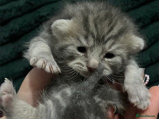 American Shorthair cats Mix colour litter girls and boys very docile - Advert 8