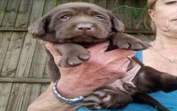 Labrador Retriever dogs for sale: Beautiful Chocolate Labrador Puppies. - Image 10