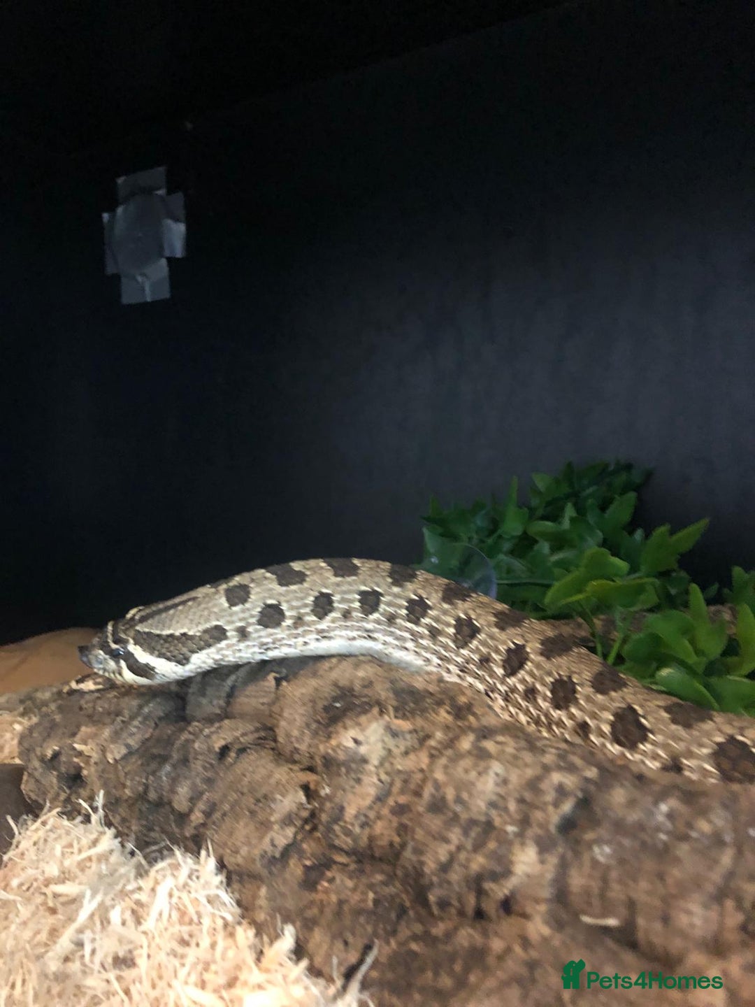 Snake reptiles for sale: Western Hognose Snake - Image 2