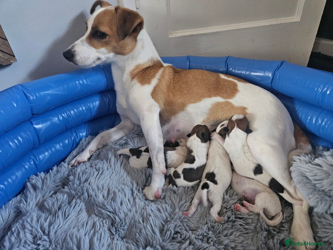 Jack Russell dogs for sale: Pure jack russell puppies  - Image 17