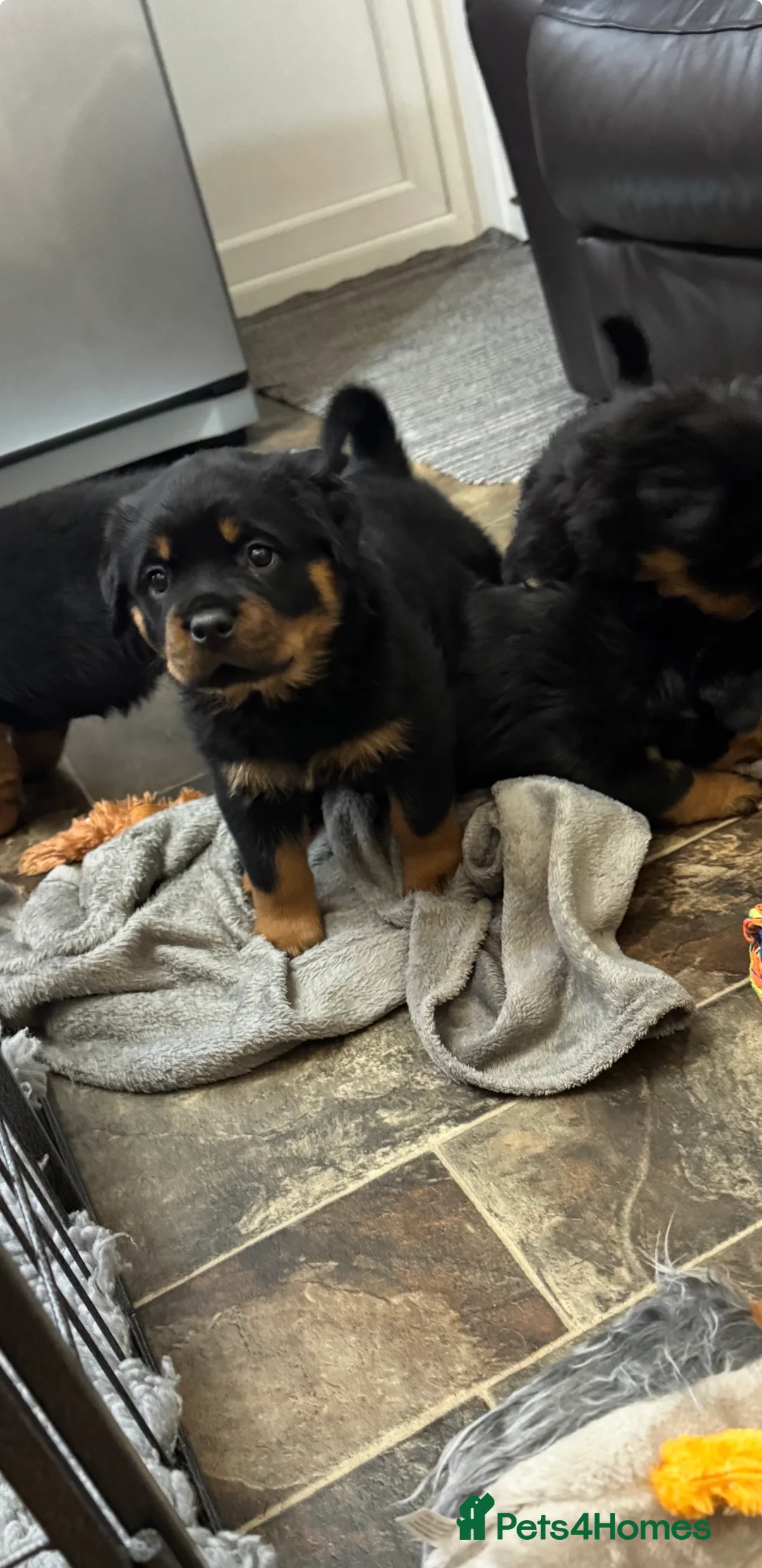 Rottweiler dogs for sale: Gorgeous Rottweiler puppies  - Advert 10