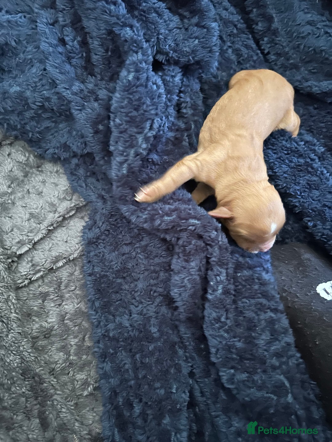 Cocker Spaniel dogs for sale: Spainel puppy’s  - Image 1