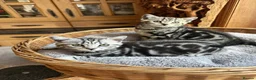 British Shorthair cats for sale: British Shorthair Silver Tabby & Chocolate Tabby - Advert 4