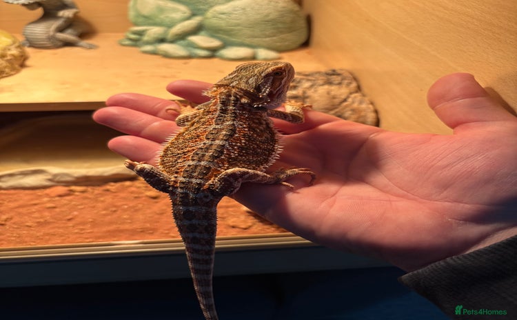 Bearded Dragon reptiles - Advert 7