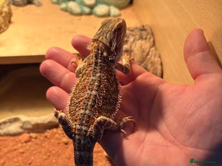 Bearded Dragon reptiles - Advert 1