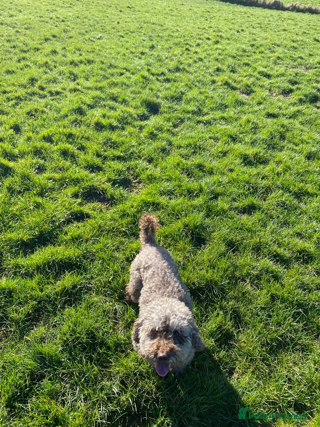 Miniature Poodle dogs for sale: Mini poodle male  - Advert 5