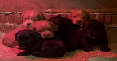 Cockapoo dogs - Advert 13