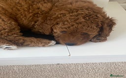 Labradoodle dogs for sale: Stunning red miniature labradoodle puppies - Image 3