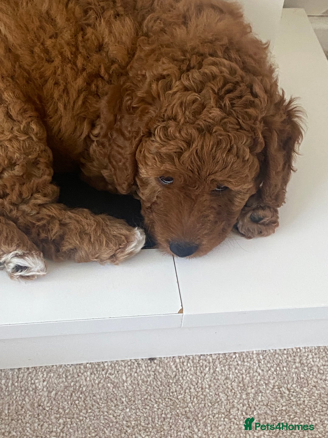 Labradoodle dogs for sale: Stunning red miniature labradoodle puppies - Image 3