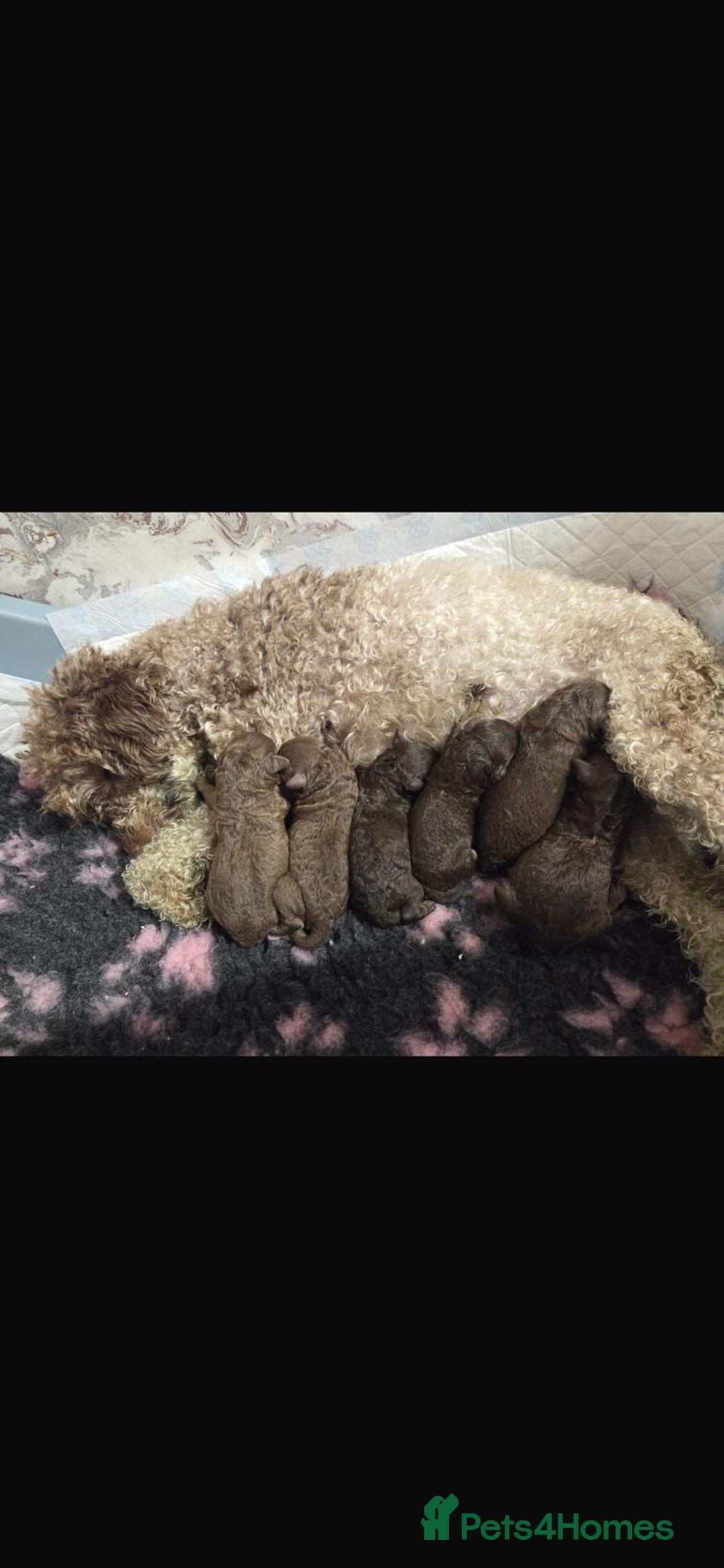 Toy Poodle dogs for stud: TINY CHOCOLATE PHANTOM BOY  - Advert 3