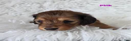 Miniature Dachshund dogs for sale: STUNNING KC SHADED RED LONG HAIR - Advert 14