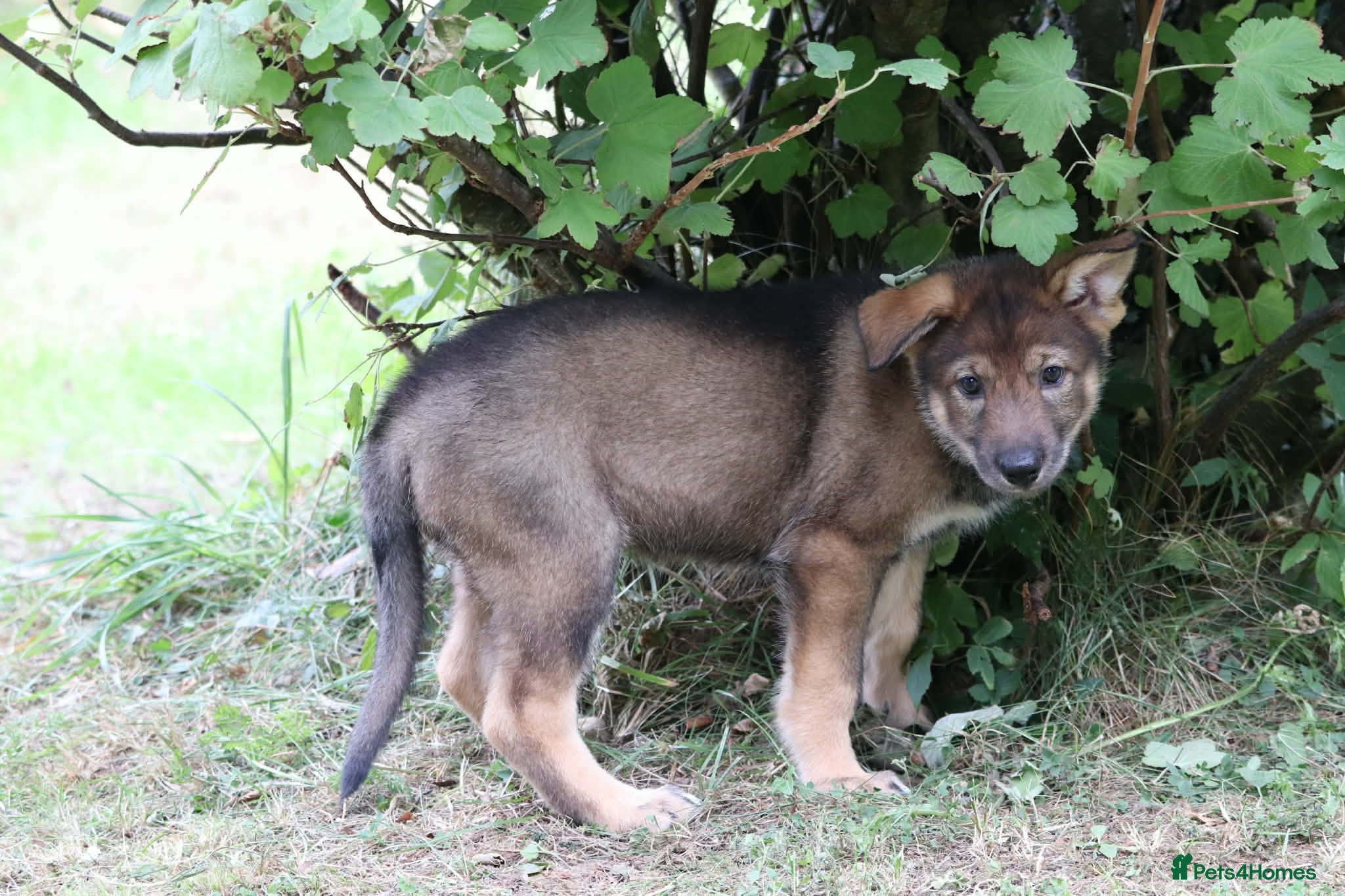 Saarloos Wolfdog dogs Timber dog puppies - Advert 1