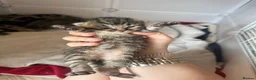Mixed Breed cats for sale: British shorthaired cross kitten - Advert 4