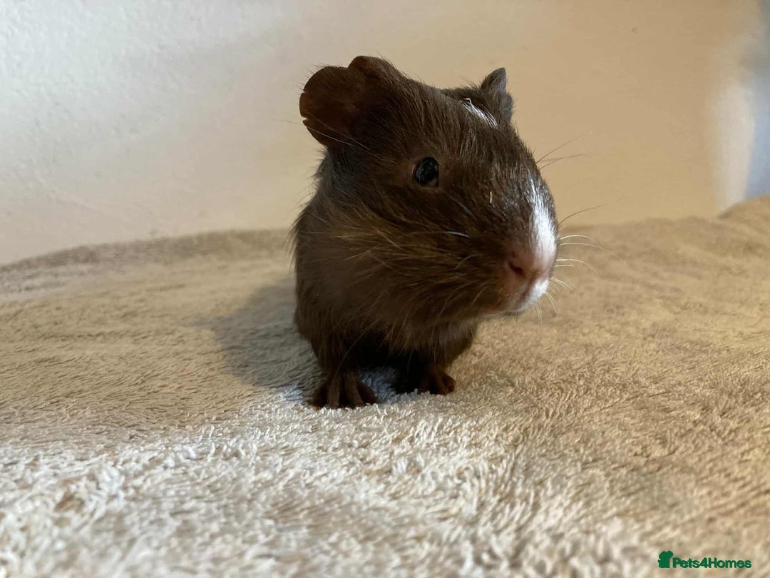 Guinea Pig rodents for sale: 2 male guiene pigs and cage around 8 months old - Image 2