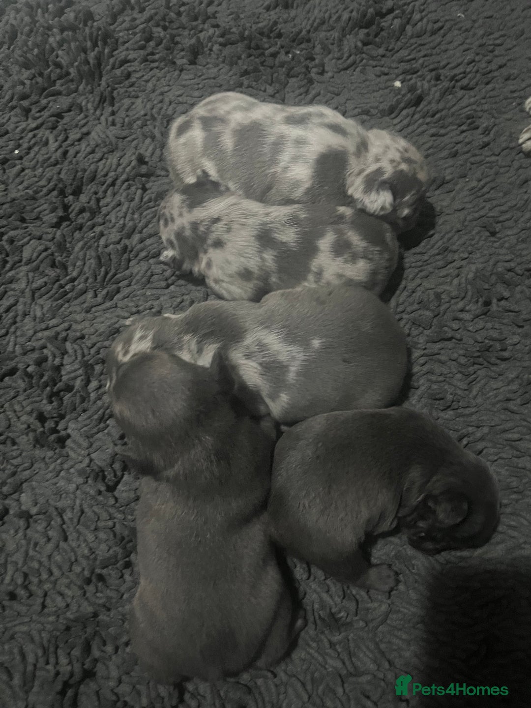 French Bulldog dogs for sale: Lilac Merle 🤍 - Image 7