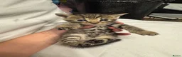 Bengal cats for sale: Rare Pedigree Zorro masked charcoal Bengal Kittens in Orpington - Advert 40
