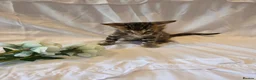 Bengal cats for sale: Stunning Bengal Kittens – Reservations Now Open🐆 - Advert 6