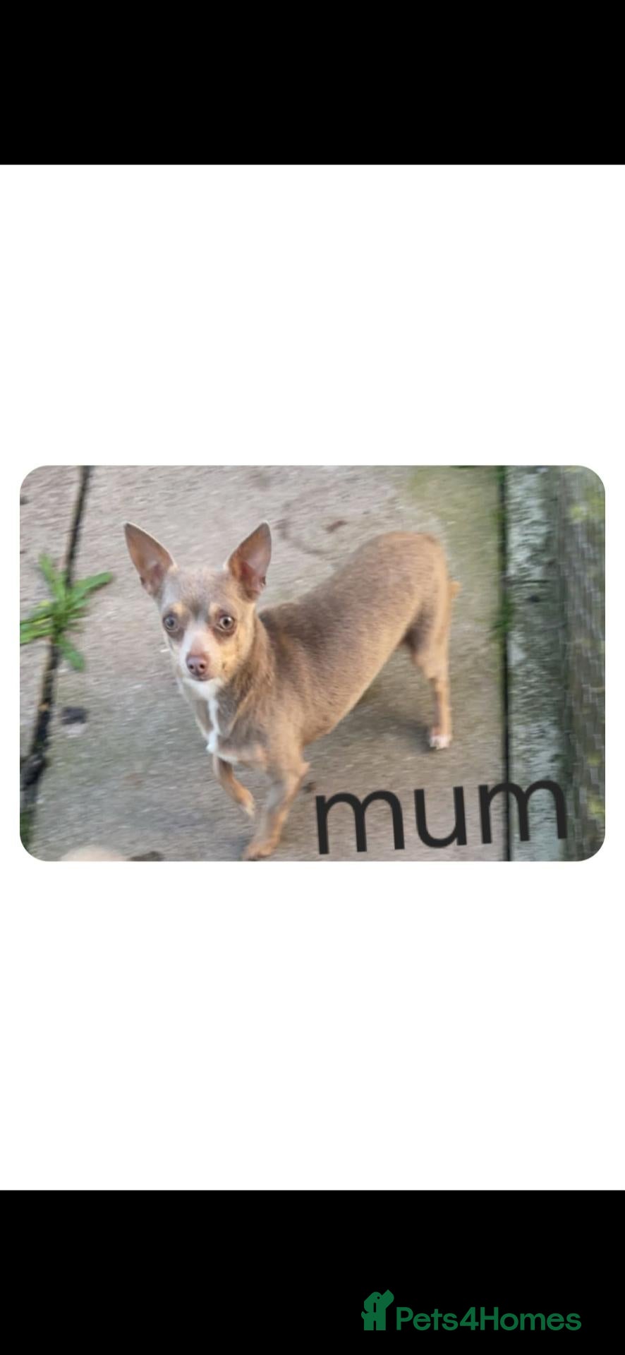 Chihuahua dogs for sale: Chihuahua puppies  - Advert 3