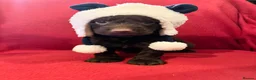 Miniature Poodle dogs for stud: Brown Phantom Merle Mini Poodle health tested in Stockton-on-Tees - Advert 33