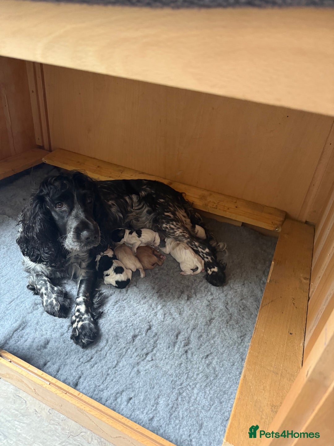 Cockapoo dogs for sale: Puppy - Advert 1