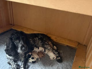 Cockapoo dogs Puppy - Advert 2