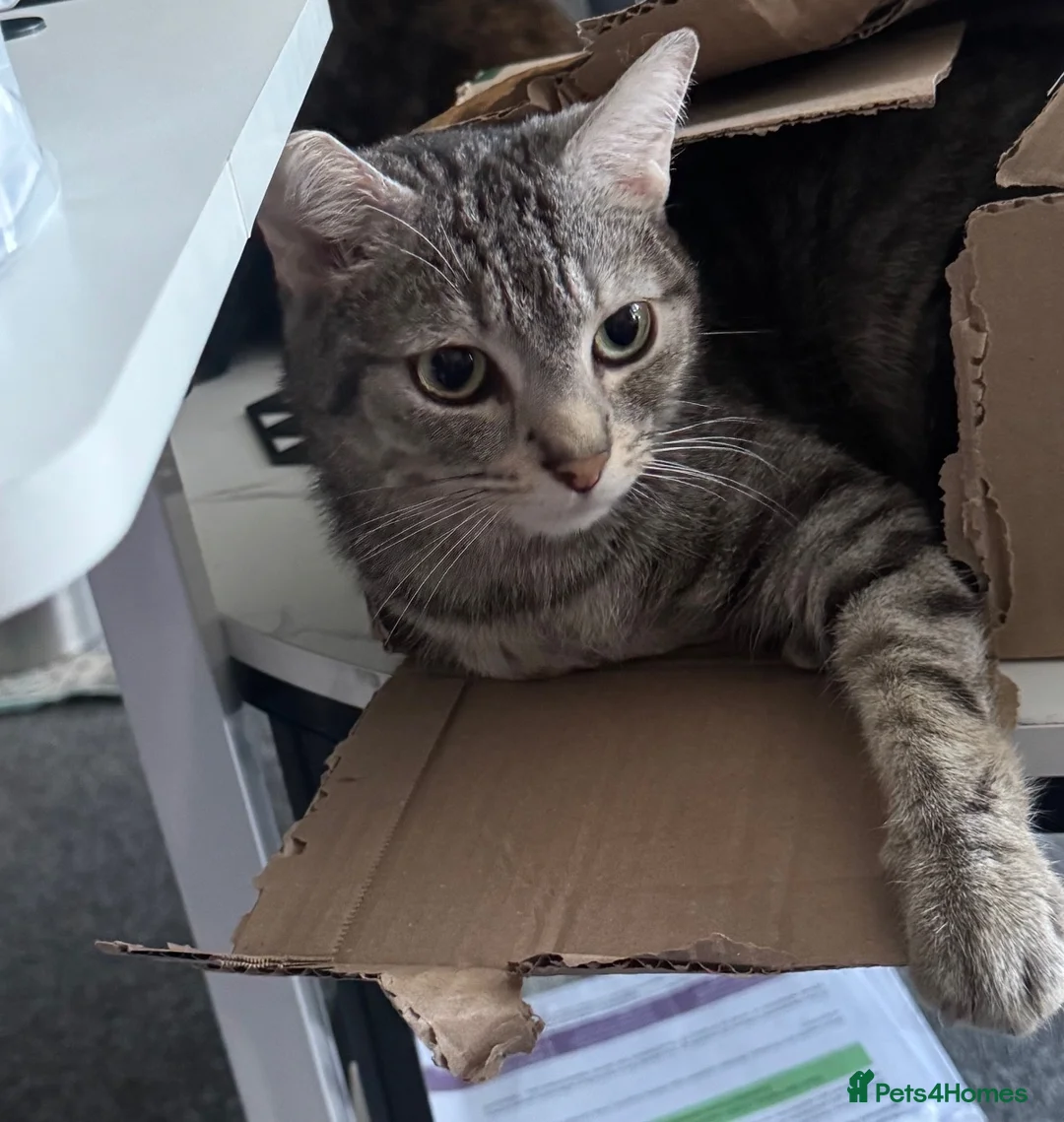 Domestic Shorthair cats for sale: Beautiful grey/silver domestic tabby shorthair  in Bradford - Advert 7
