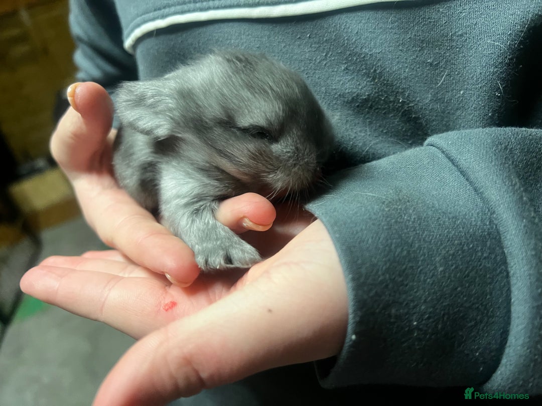 Lionhead rabbits for sale: Bouncing baby bunnies  - Advert 10