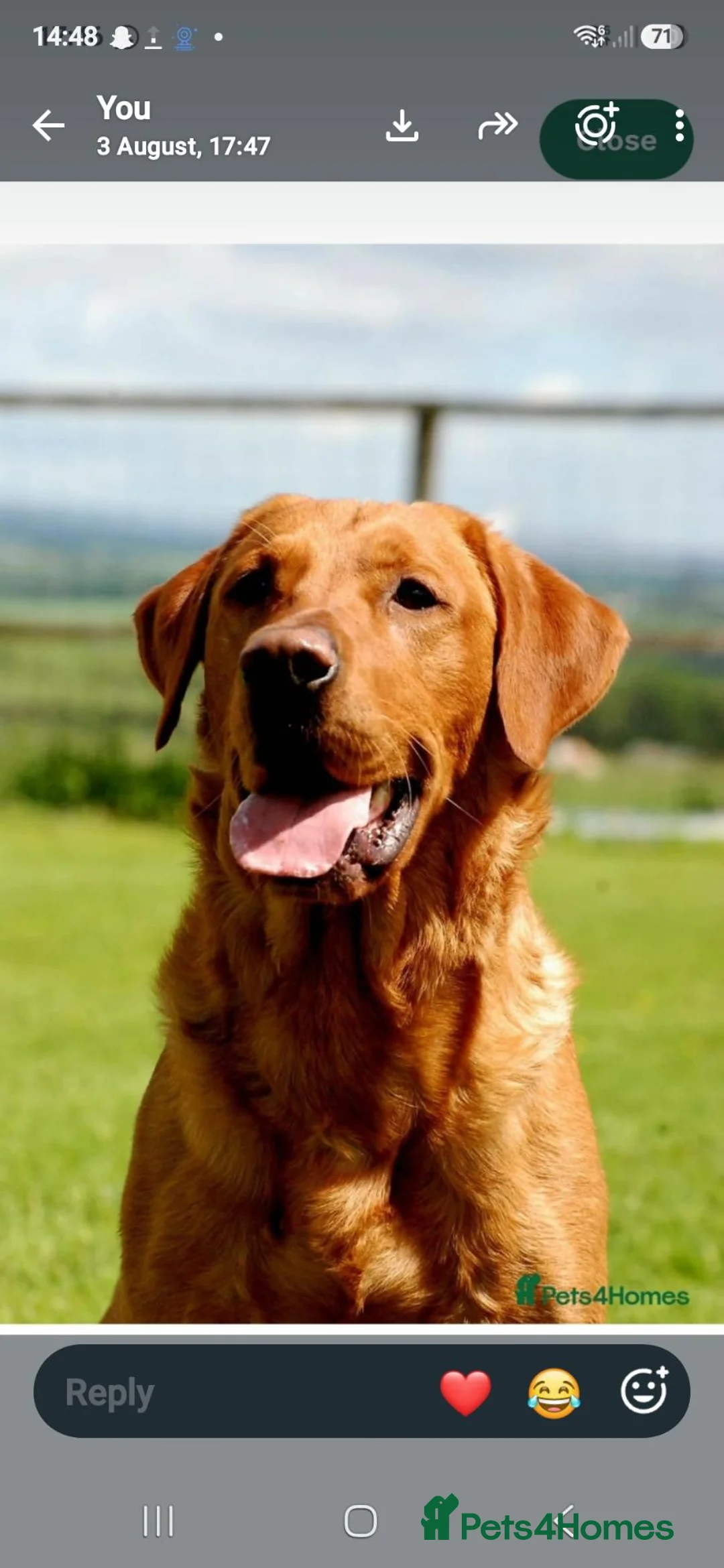 Labrador Retriever dogs for sale: Labrador Puppies  - Advert 8