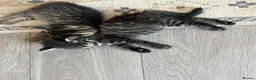 Mixed Breed cats for sale: Kitten for sale  - Advert 3
