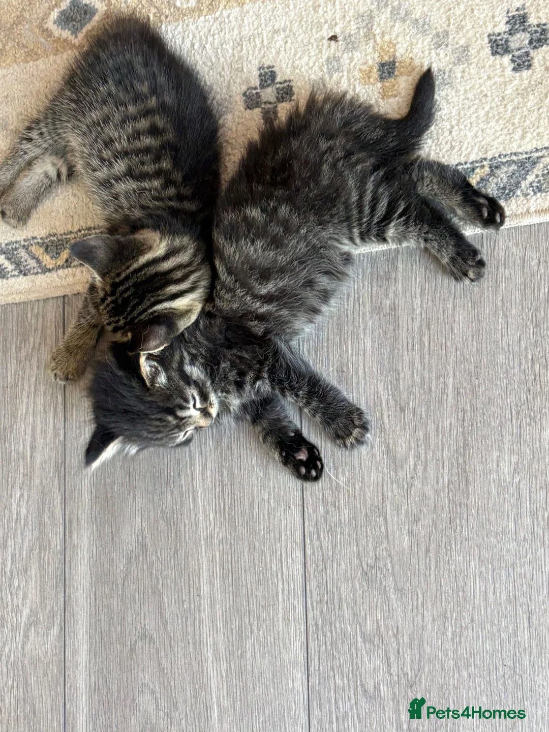 Mixed Breed cats for sale: Kitten for sale  - Advert 3