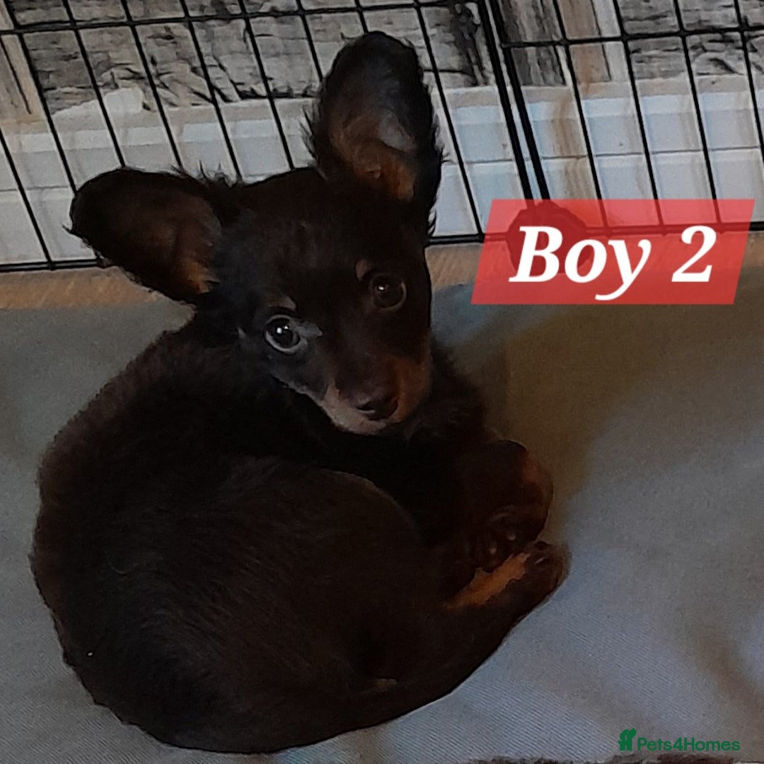 Russian Toy Terrier dogs for sale: Purebred Russian Toy long-haired - Image 10