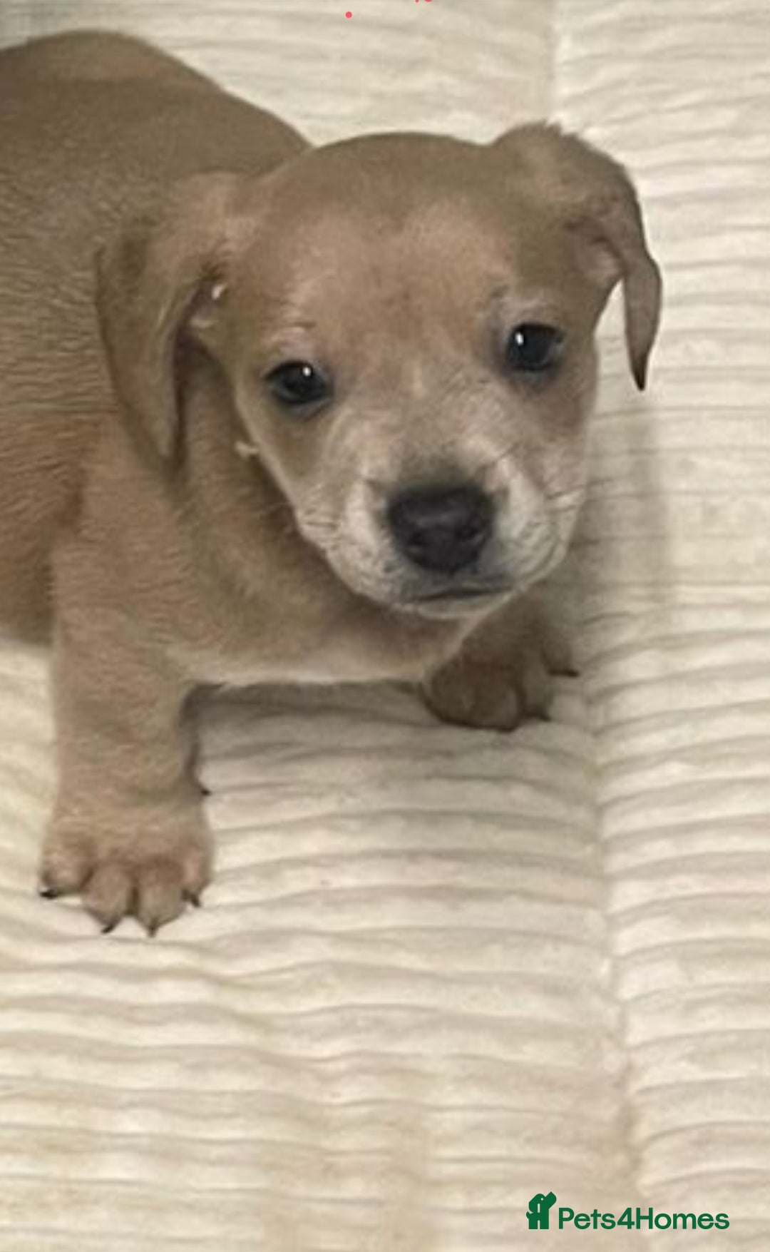 Mixed Breed dogs French dash pups  - Advert 16