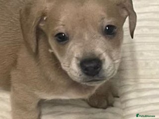 Mixed Breed dogs French dash pups - Advert 16