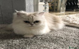 Persian cats for sale: Female Persian looking for a special home - Advert 2