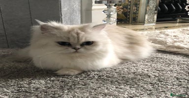 Persian cats Female Persian looking for a special home - Advert 5