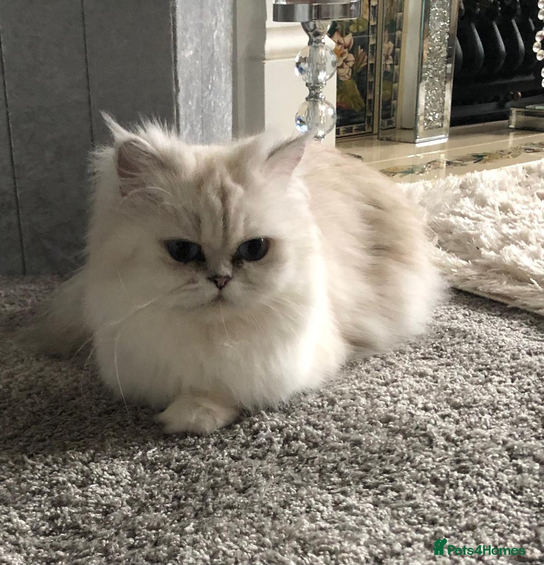 Persian cats for sale: Female Persian looking for a special home - Advert 2
