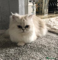 Persian cats Female Persian looking for a special home - Advert 1