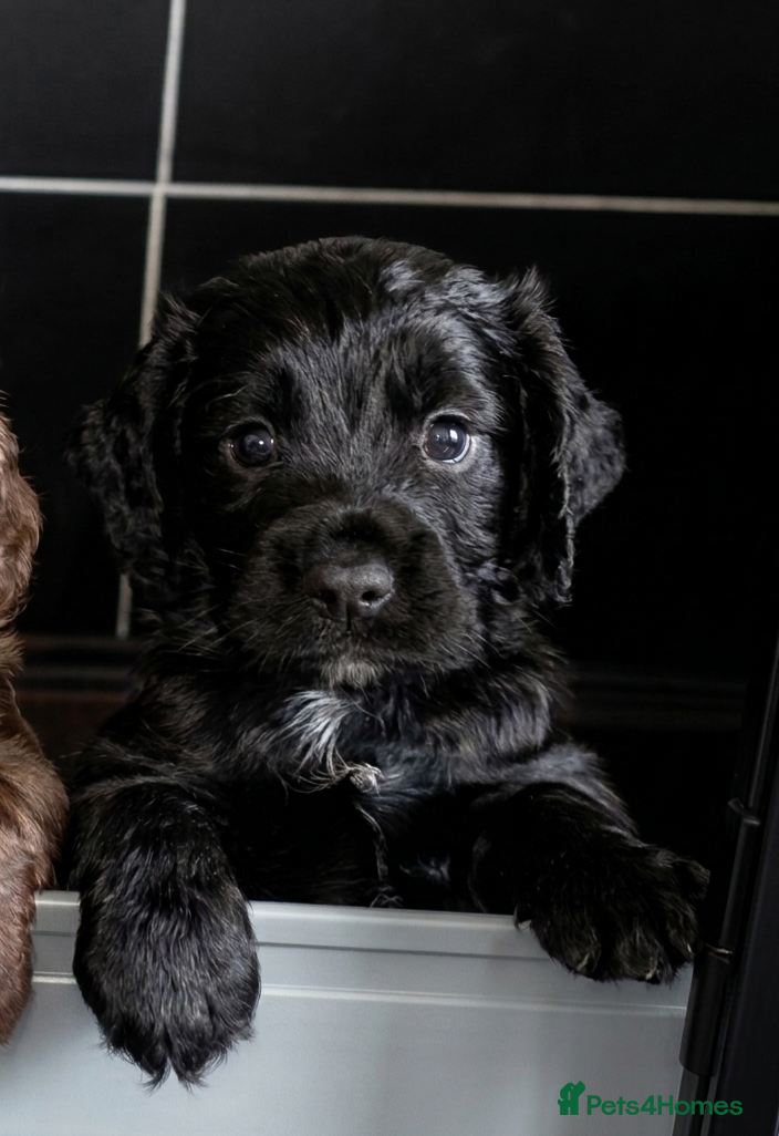 Cocker Spaniel dogs Champion Line Working Cocker Spaniel Puppies  - Advert 5