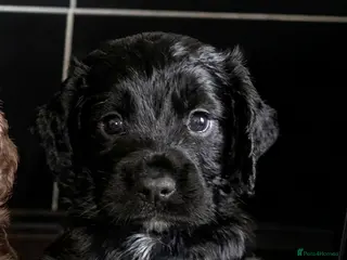 Cocker Spaniel dogs Champion Line Working Cocker Spaniel Puppies - Advert 6