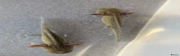 Axolotl reptiles for sale: Baby Axolotl  - Advert 6