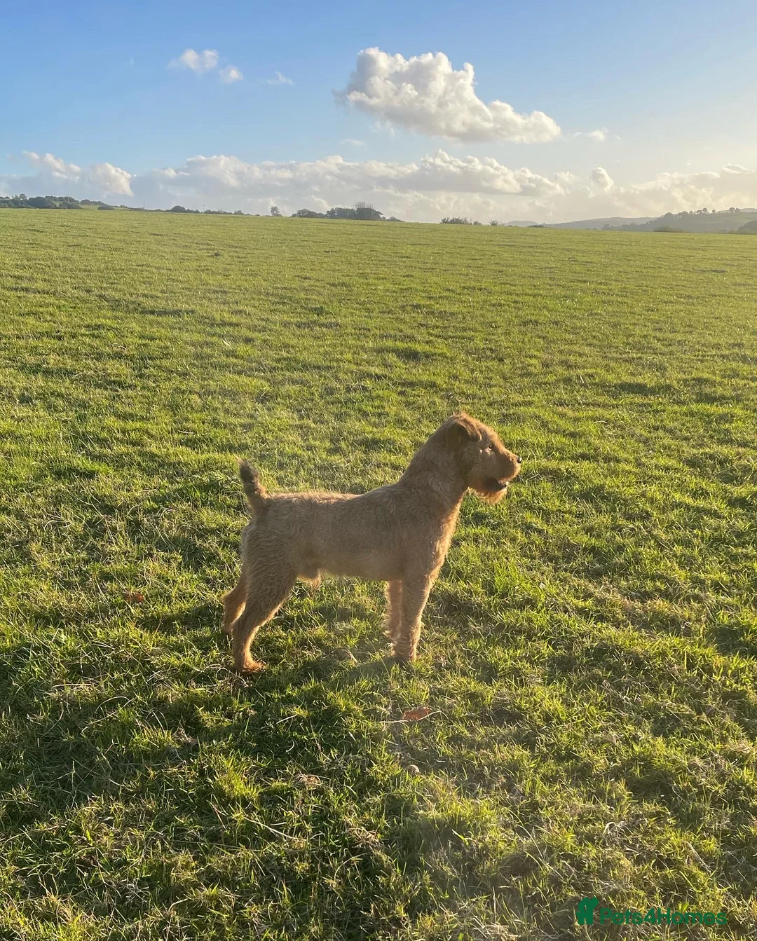 Lakeland Terrier dogs for stud: Proven Red Lakeland Terrier Stud in Builth Wells - Advert 2