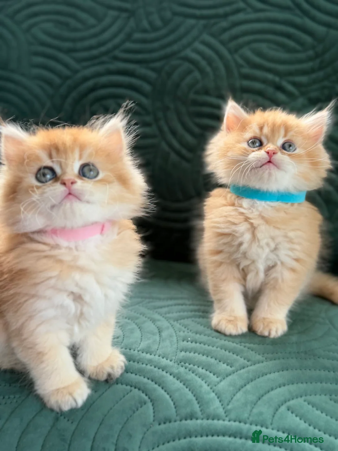 British Longhair cats for sale: CHUNKY, BEAUTIFUL BLH GOLDEN KITTENS  - Advert 14