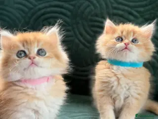 British Longhair cats CHUNKY, BEAUTIFUL BLH GOLDEN KITTENS - Advert 1