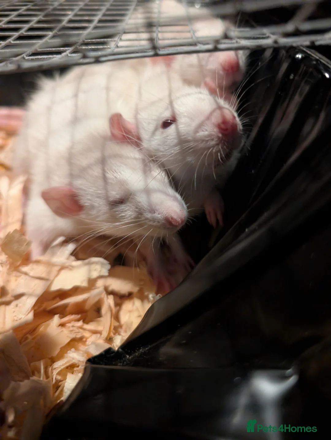 Rat rodents for sale: Tame rats  - Advert 2