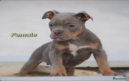 English Bulldog dogs for sale: 23 years experienced 5⭐️Rated Licensed,  - Image 5