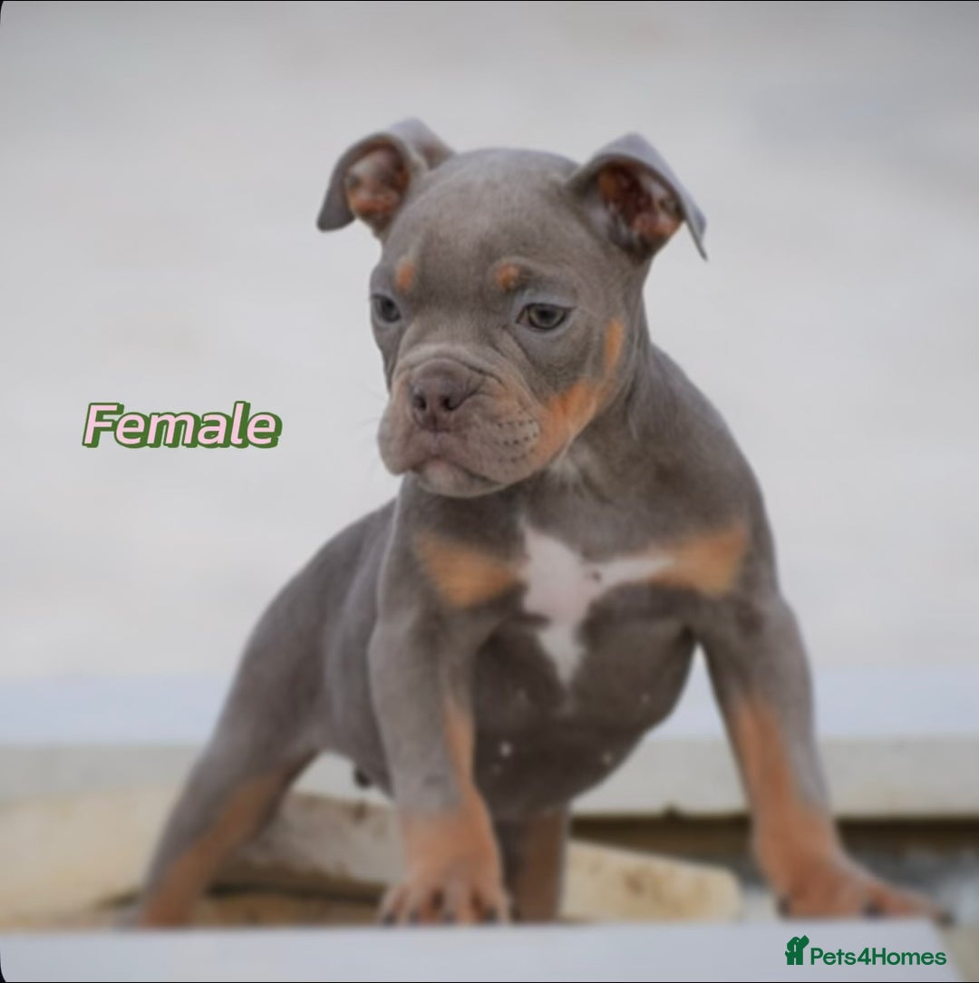 English Bulldog dogs for sale: 23 years experienced 5⭐️Rated Licensed,  - Image 5