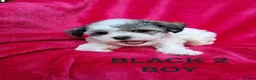 Bichon Frise dogs for sale: Bichon puppies for sale - Advert 11