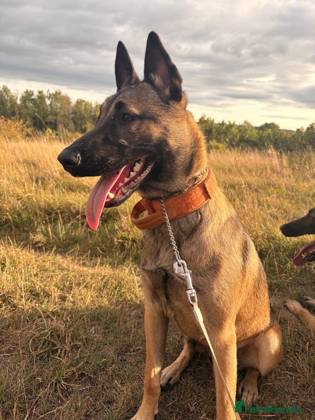 Belgian Shepherd Dog dogs for sale: Stunning Belgium Shepard bitch 7month  in Wallsend - Image 4